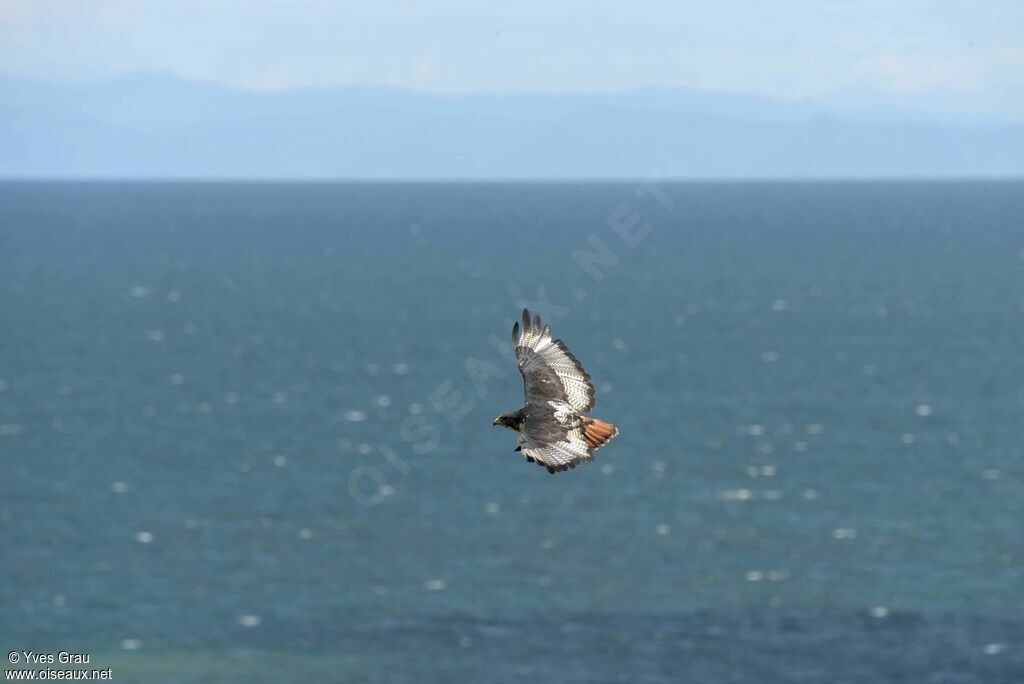 Augur Buzzard