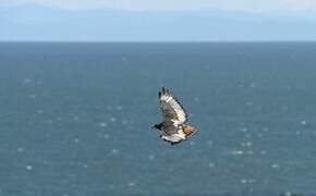 Augur Buzzard