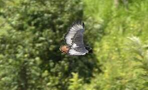 Augur Buzzard