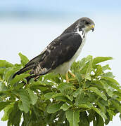 Augur Buzzard