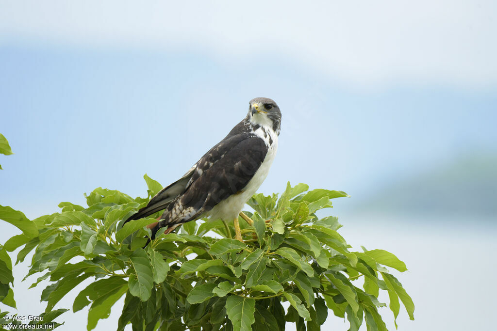 Augur Buzzard