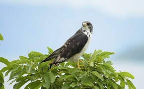 Augur Buzzard