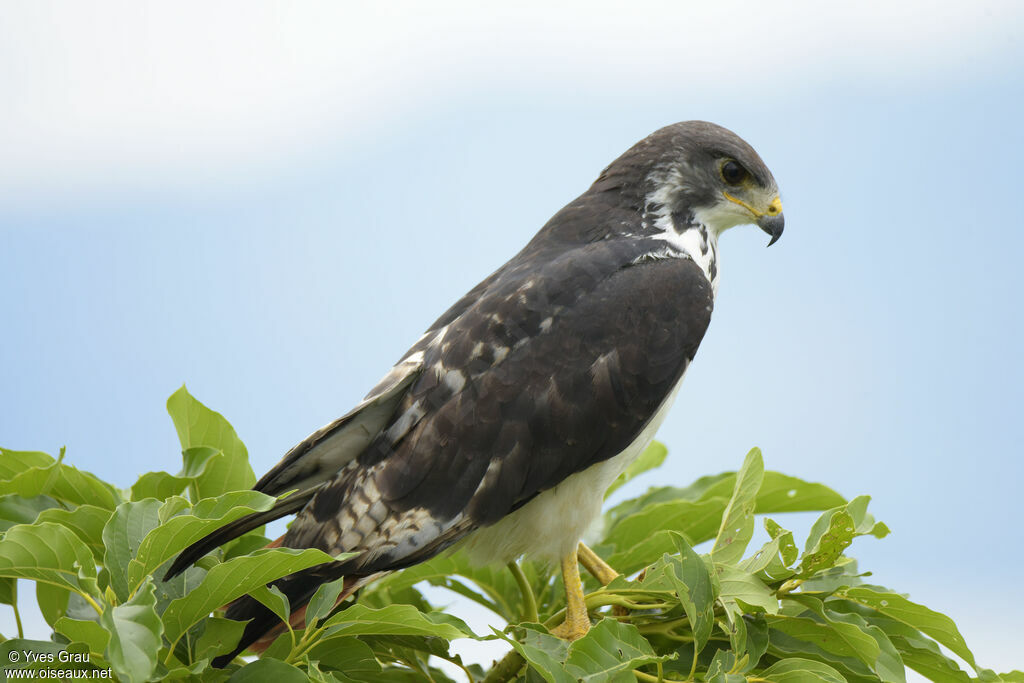 Augur Buzzard