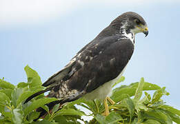 Augur Buzzard