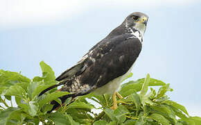 Augur Buzzard