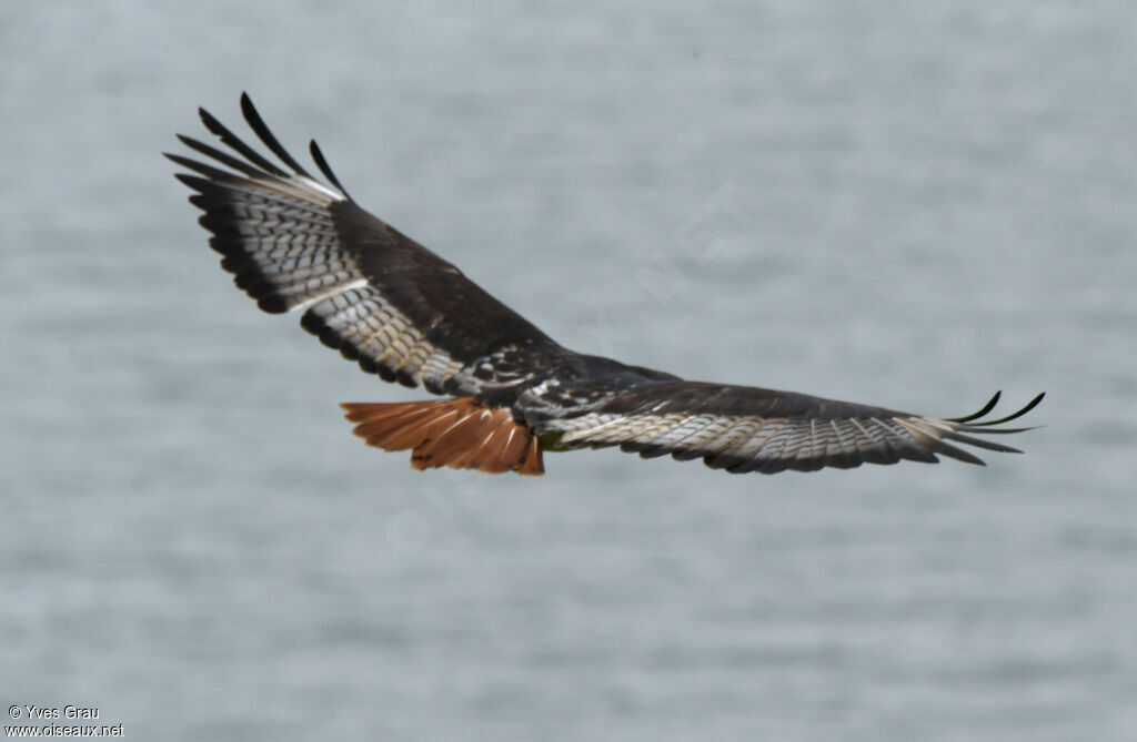 Augur Buzzard