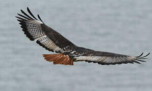 Augur Buzzard