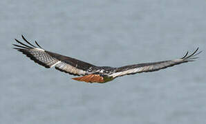 Augur Buzzard