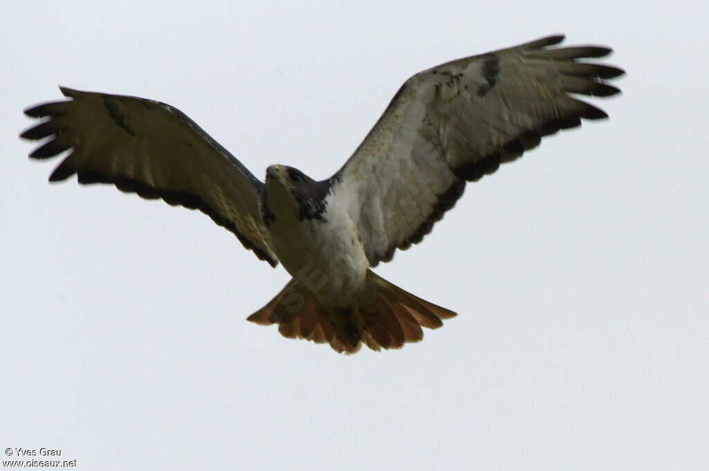 Augur Buzzard