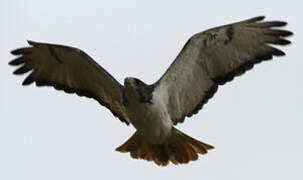 Augur Buzzard