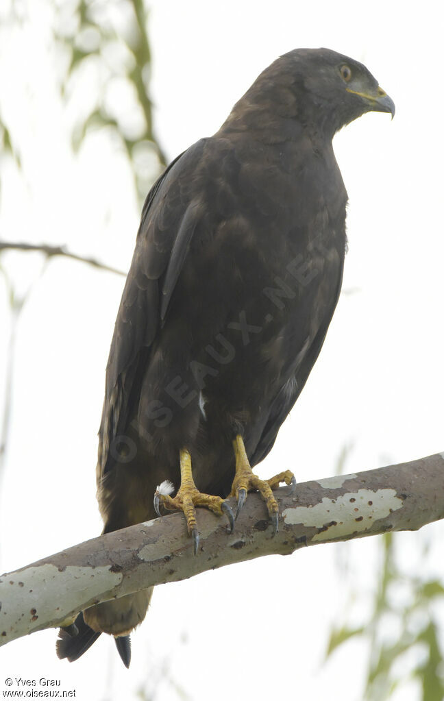 Augur Buzzard