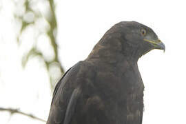 Augur Buzzard