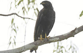 Augur Buzzard