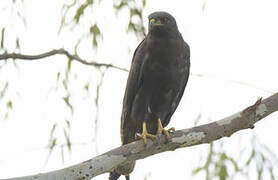 Augur Buzzard