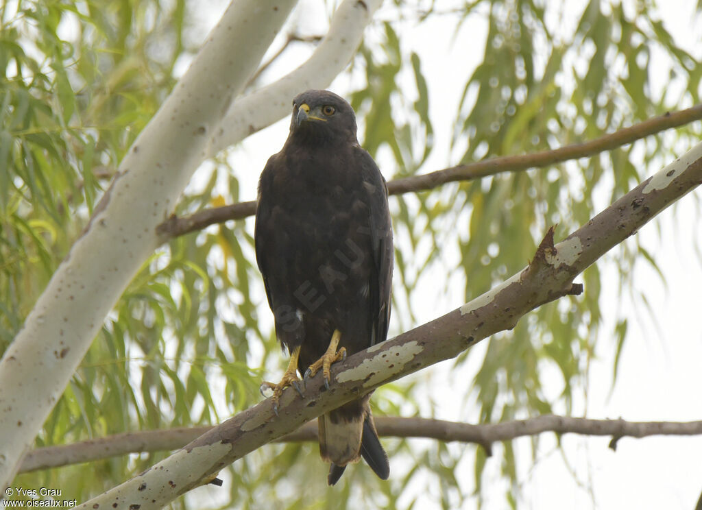 Augur Buzzard