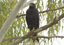 Augur Buzzard