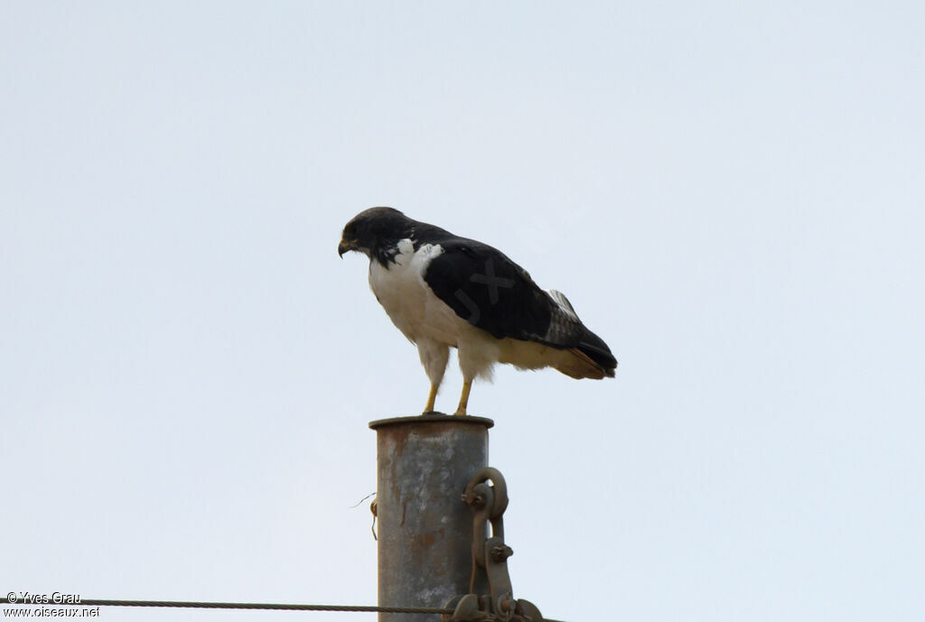 Augur Buzzard