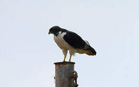 Augur Buzzard