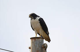 Augur Buzzard