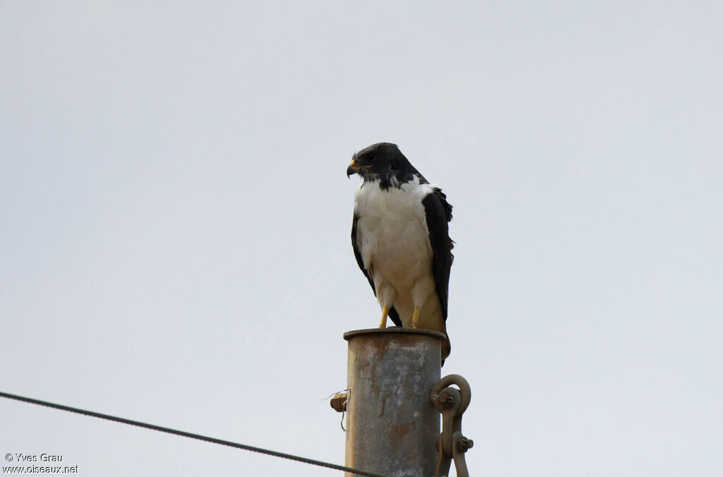 Augur Buzzard