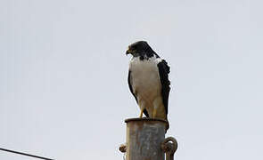 Augur Buzzard