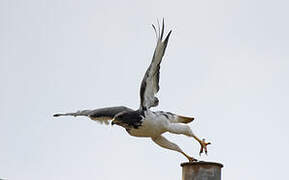 Augur Buzzard