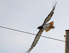 Augur Buzzard