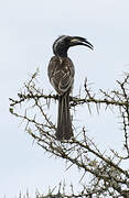 African Grey Hornbill