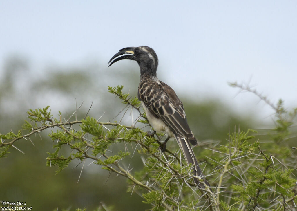 African Grey Hornbill