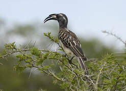 African Grey Hornbill