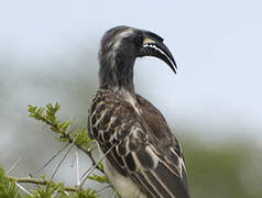 African Grey Hornbill