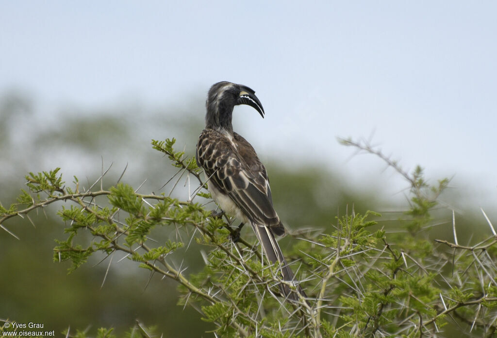 African Grey Hornbill