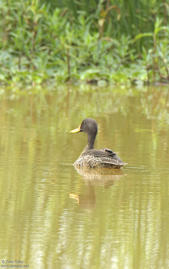 Canard à bec jaune