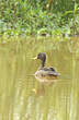 Canard à bec jaune