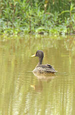 Canard à bec jaune