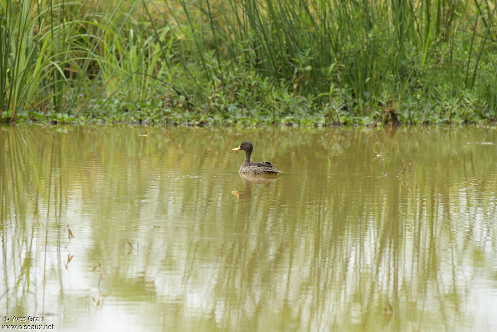 Yellow-billed Duck