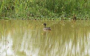 Canard à bec jaune