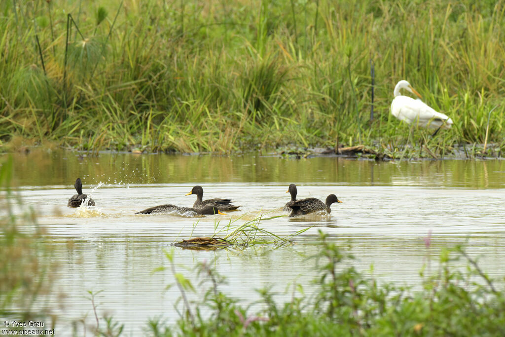 Yellow-billed Duck