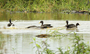 Yellow-billed Duck