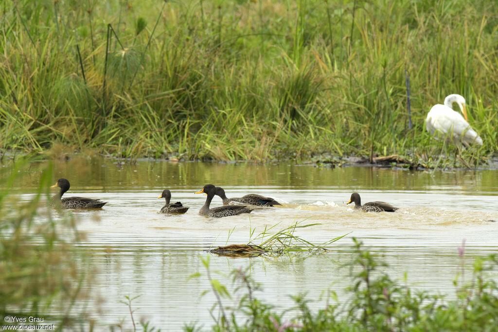 Yellow-billed Duck