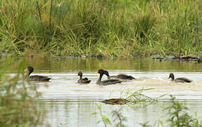 Yellow-billed Duck