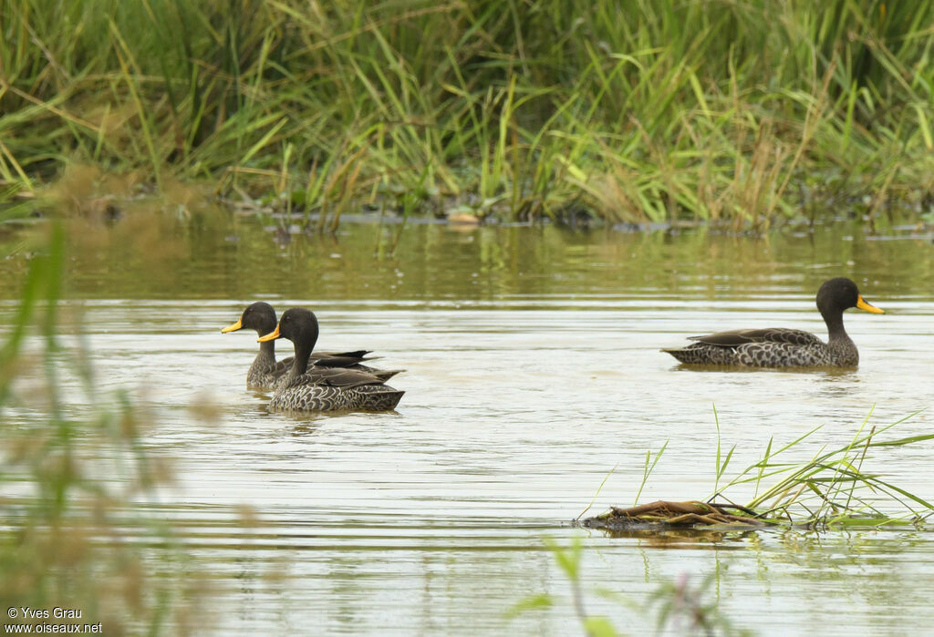 Yellow-billed Duck