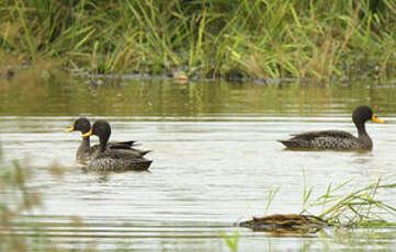 Canard à bec jaune