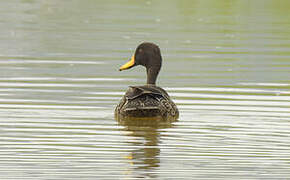 Yellow-billed Duck