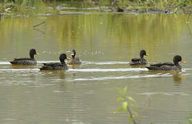 Yellow-billed Duck