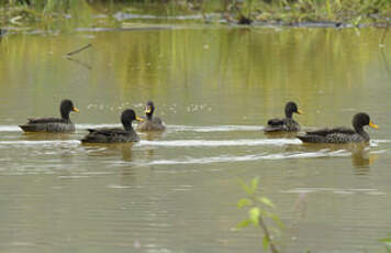 Canard à bec jaune