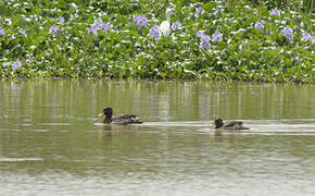 Yellow-billed Duck