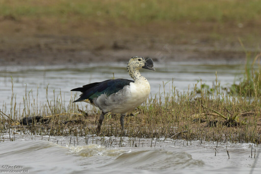 Knob-billed Duck