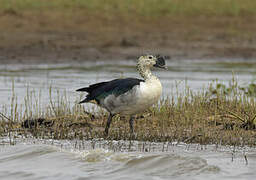 Knob-billed Duck