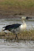 Knob-billed Duck